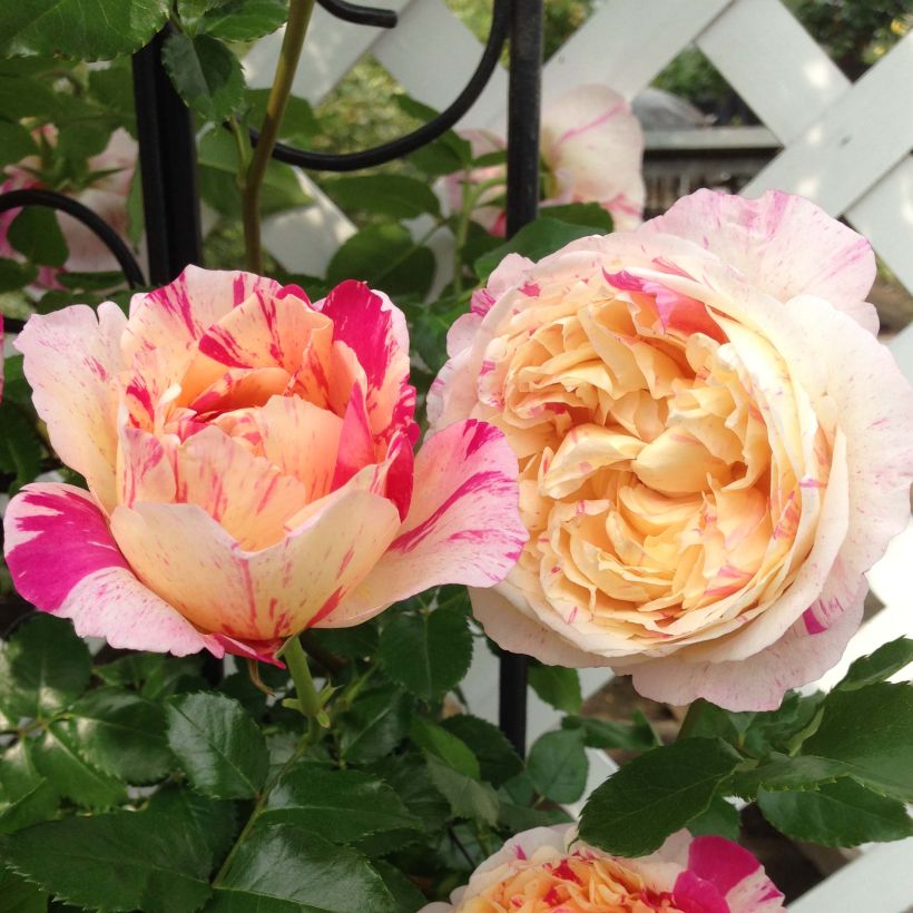 Rosa Julie Andrieu - Kletterrose (Flowering)