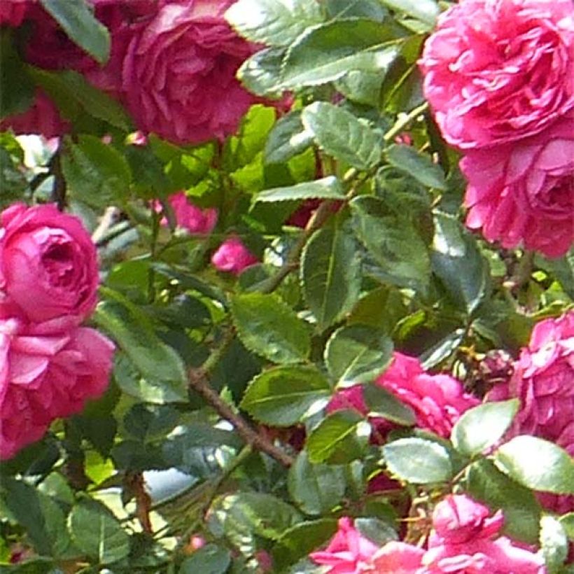 Rosa Laguna - Kletterrose (Foliage)