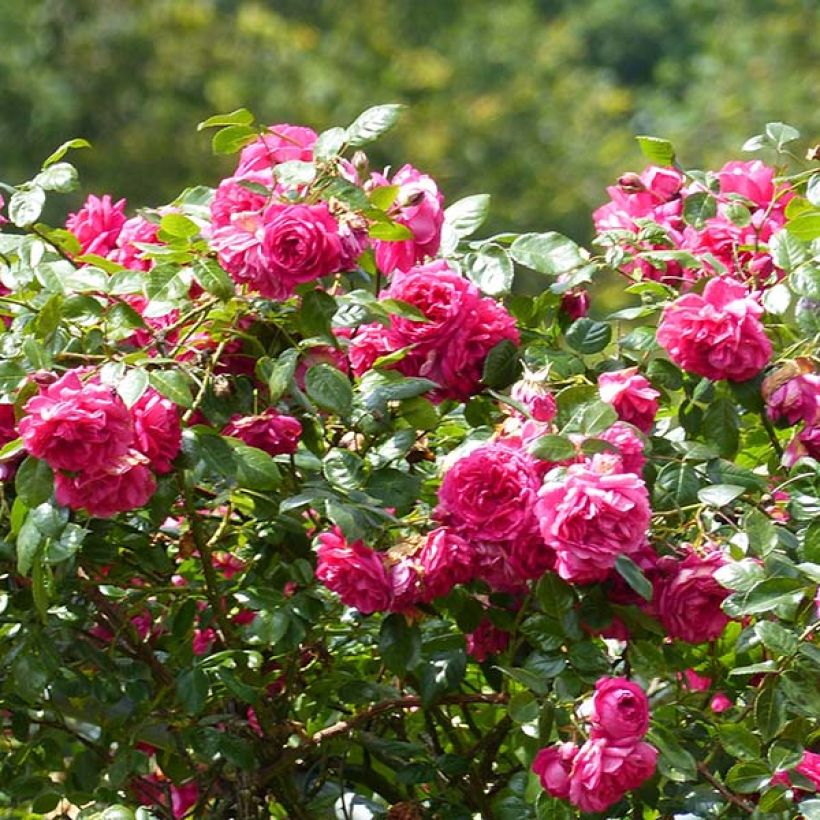 Rosa Laguna - Kletterrose (Flowering)