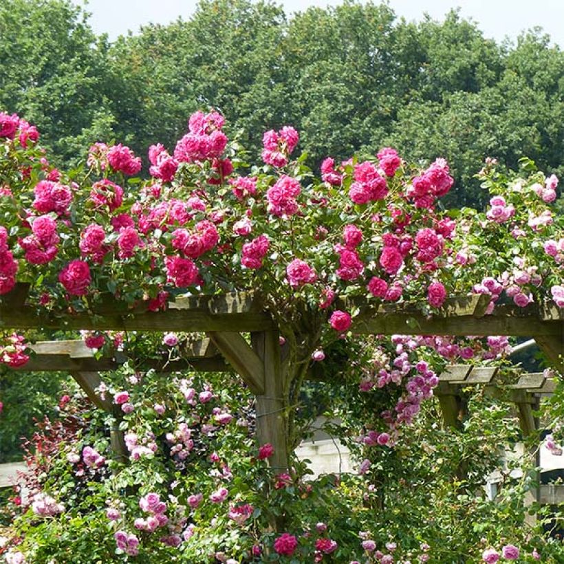 Rosa Laguna - Kletterrose (Plant habit)