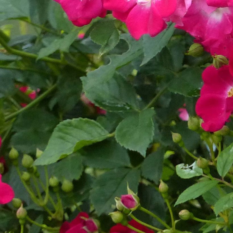 Rosa Libertas - Kletterrose (Foliage)