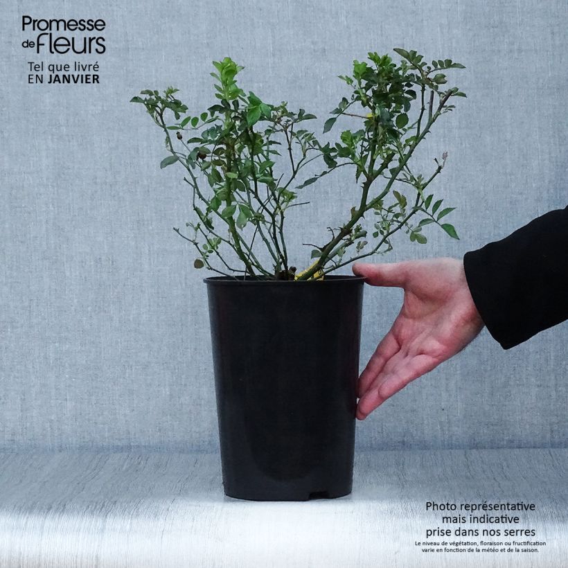 Exemplar von Rosa Libertas - Kletterrose Topf mit 4L/5L wie im Winter geliefert