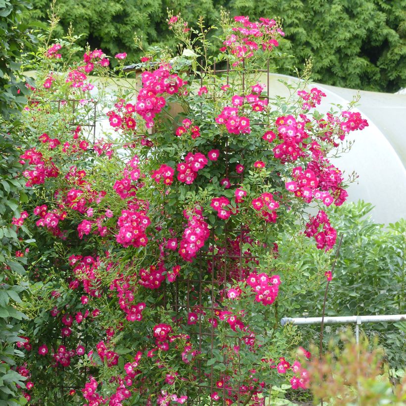 Rosa Libertas - Kletterrose (Plant habit)