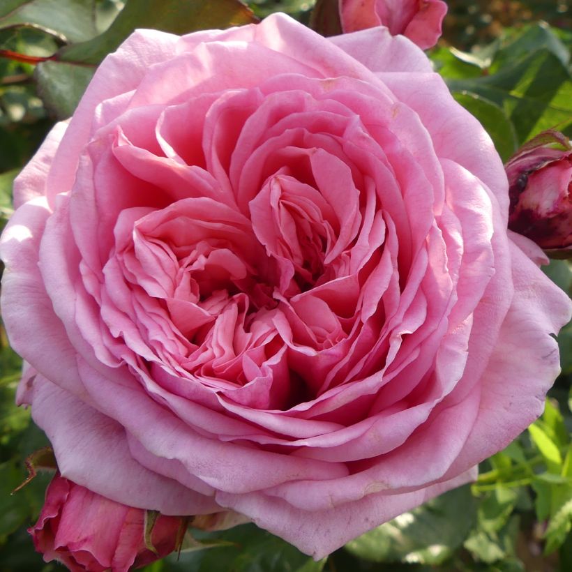 Rosa Long Island Oralinco - Kletterrose (Flowering)