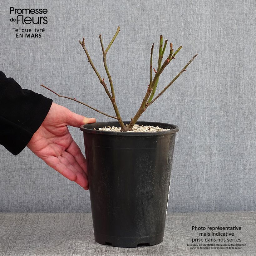 Exemplar von Rosa Madame Alfred Carrière - Kletterrose Topf mit 4L/5L wie im Winter geliefert