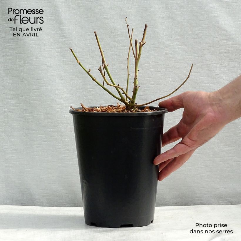 Exemplar von Rosa Madame Alfred Carrière - Kletterrose Topf mit 4L/5L wie im Frühjahr geliefert