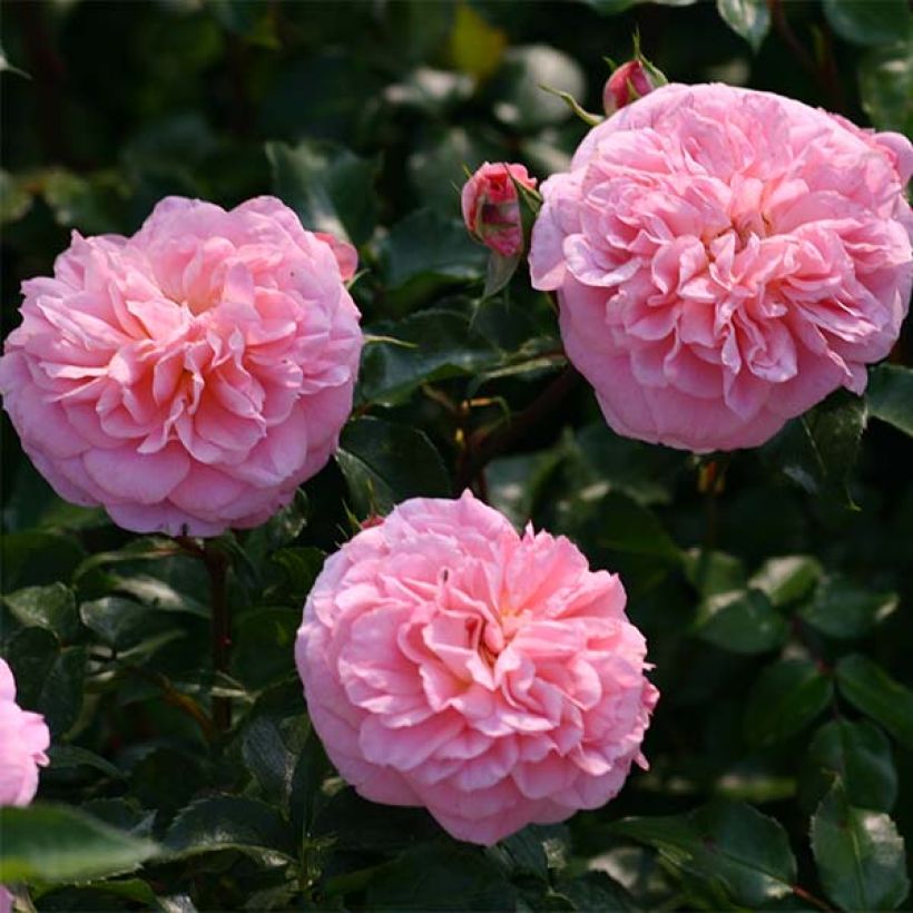 Rosa wichuraiana May Queen - Kletterrose (Flowering)