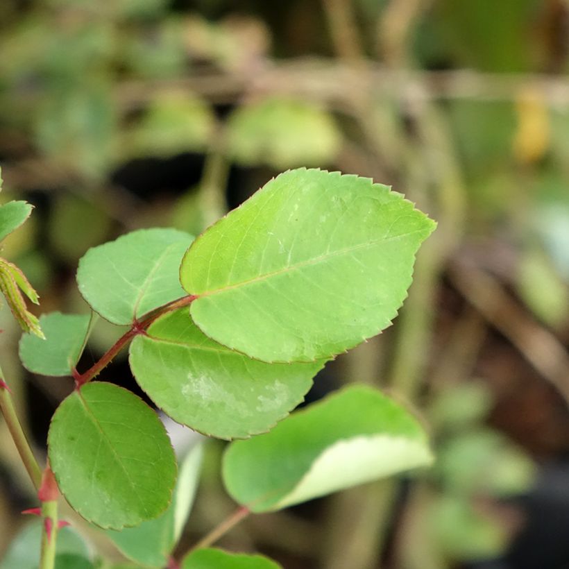 Rosa wichuraiana May Queen - Kletterrose (Foliage)