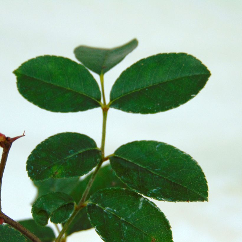 Rosa Mermaid - Kletterrose (Foliage)