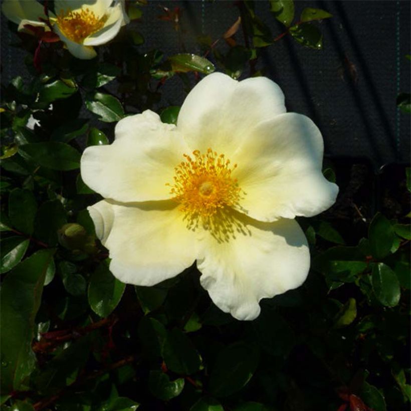 Rosa Mermaid - Kletterrose (Flowering)