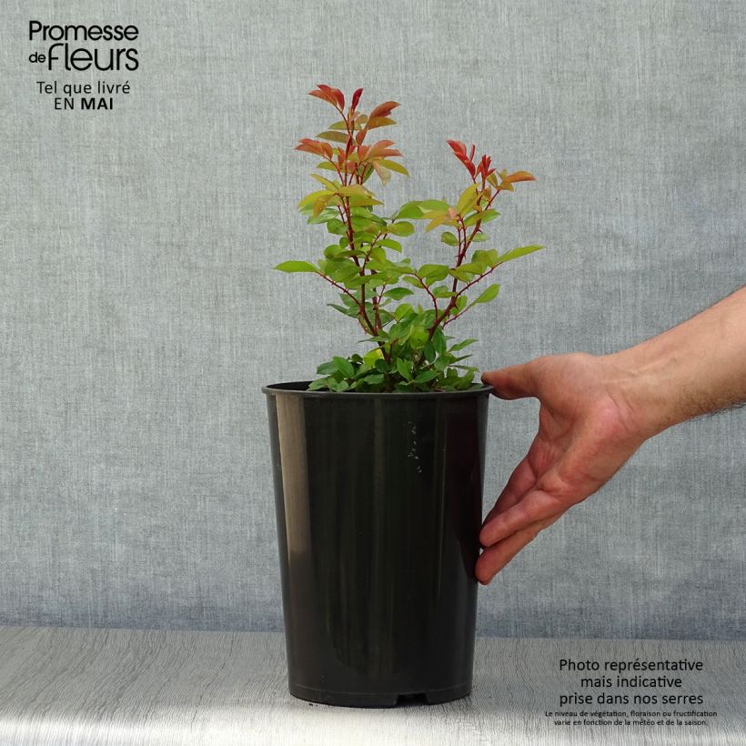 Example of Rosa Mermaid - Kletterrose Topf mit 3L/4L as you get in printemps