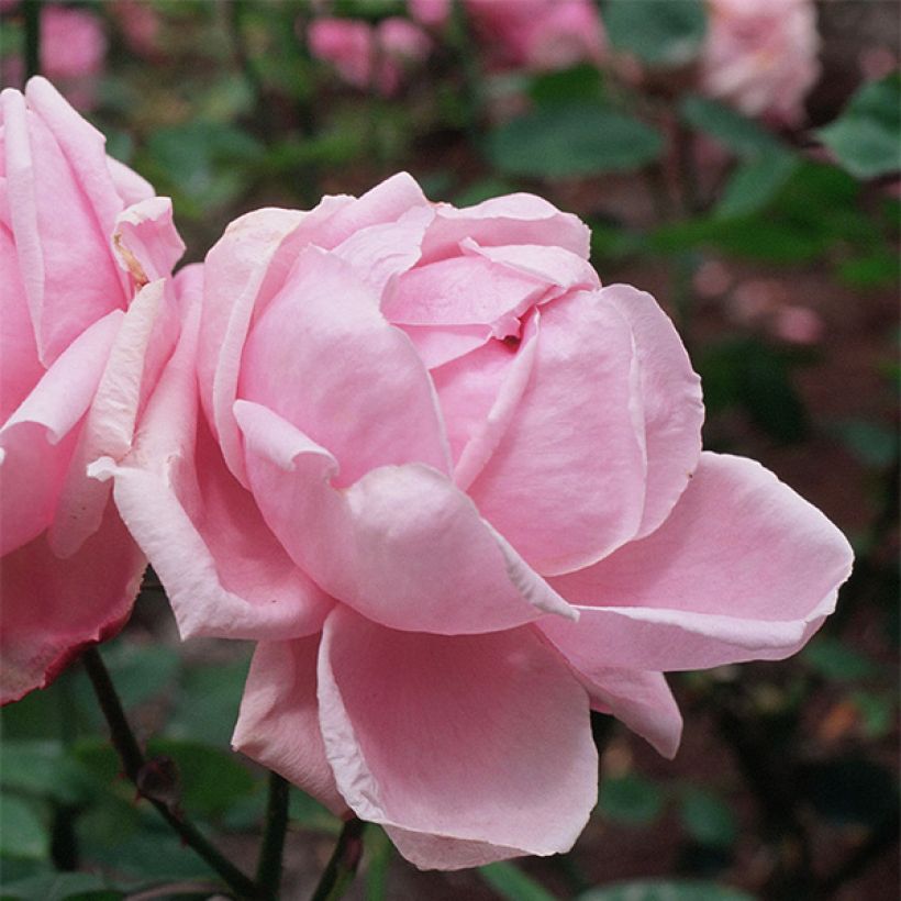 Rosa Mme Caroline Testout - Alte Kletterrose (Flowering)