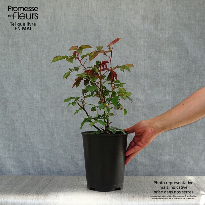 Example of Rosa Orange Climber - Kletterrose Topf mit 4L/5L as you get in printemps