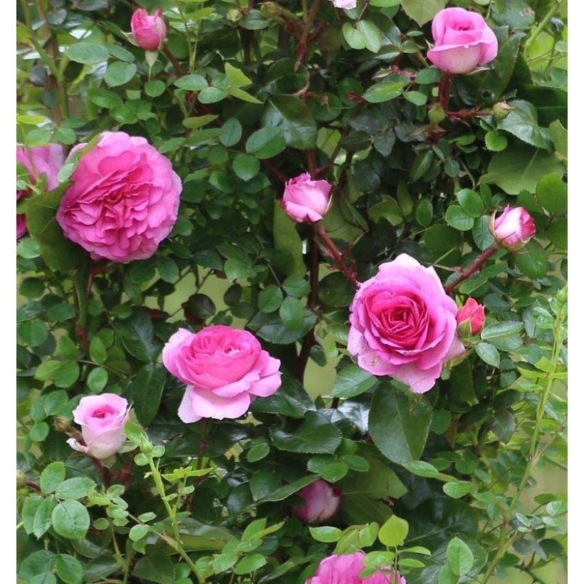 Rosa Ozeana - Kletterrose (Flowering)