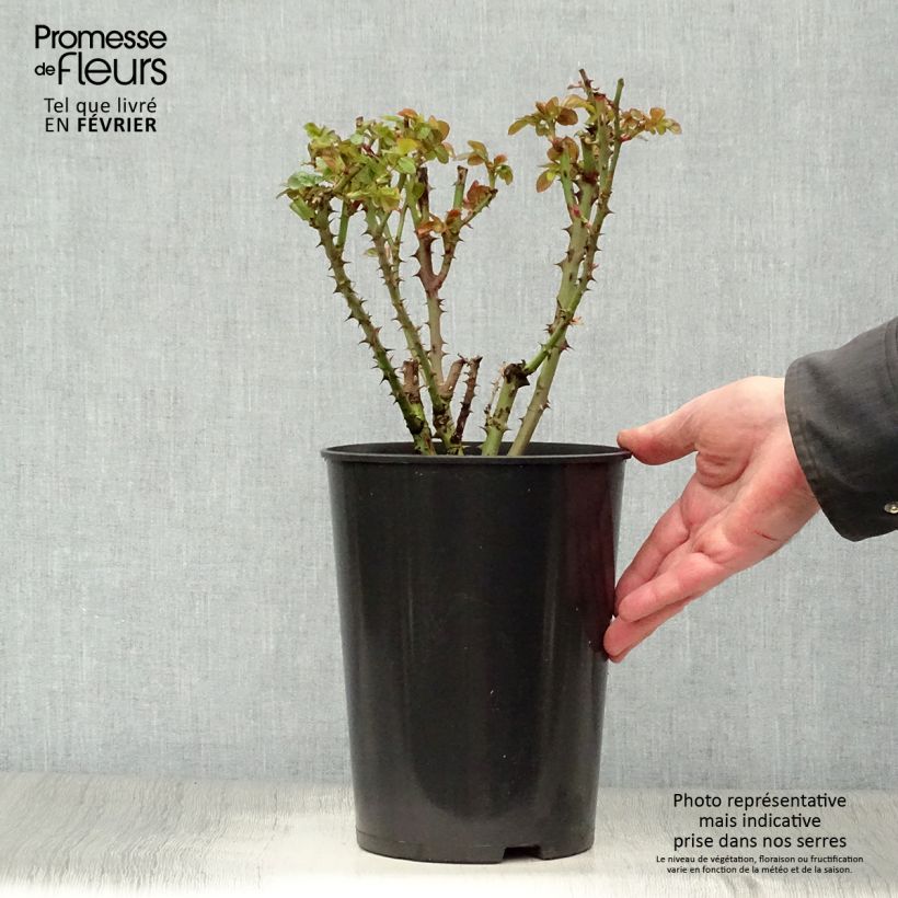 Exemplar von Rosa Ozeana - Kletterrose Topf mit 4L/5L wie im Winter geliefert