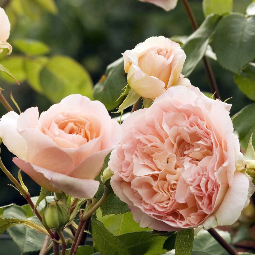 Rosa Papi Delbard 'Delaby' - Kletterrose (Flowering)