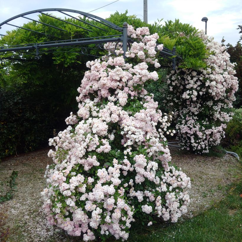 Rosa Parfum d'Evita - Kletterrose (Plant habit)