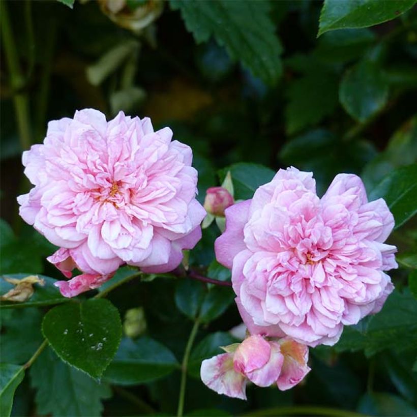 Rosa wichuraiana Paul Transon - Kletterrose (Flowering)