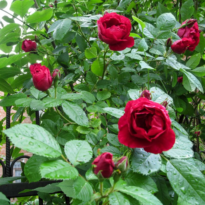Rosa Paul's Scarlet Climber - Kletterrose (Foliage)
