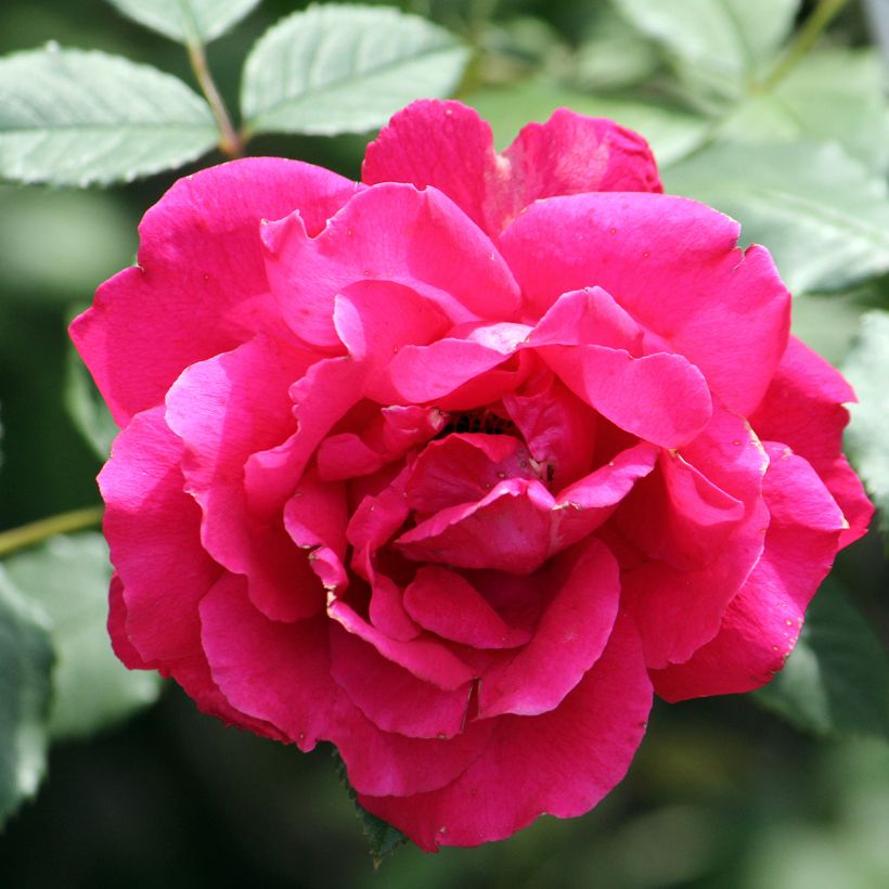 Rosa Paul's Scarlet Climber - Kletterrose (Blüte)