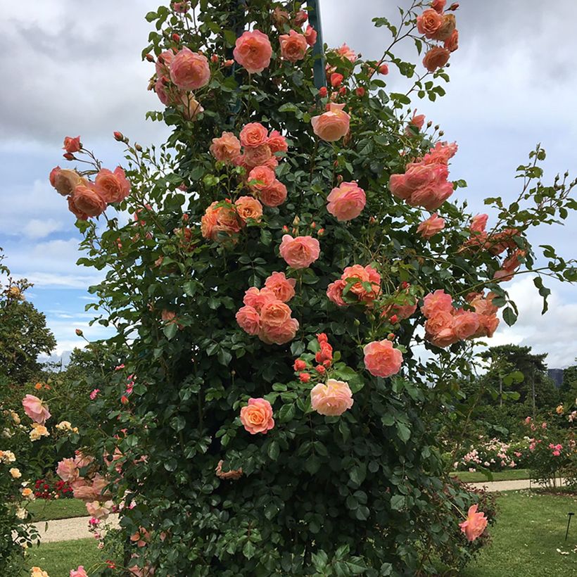 Rosa Peach Melba - Kletterrose (Plant habit)
