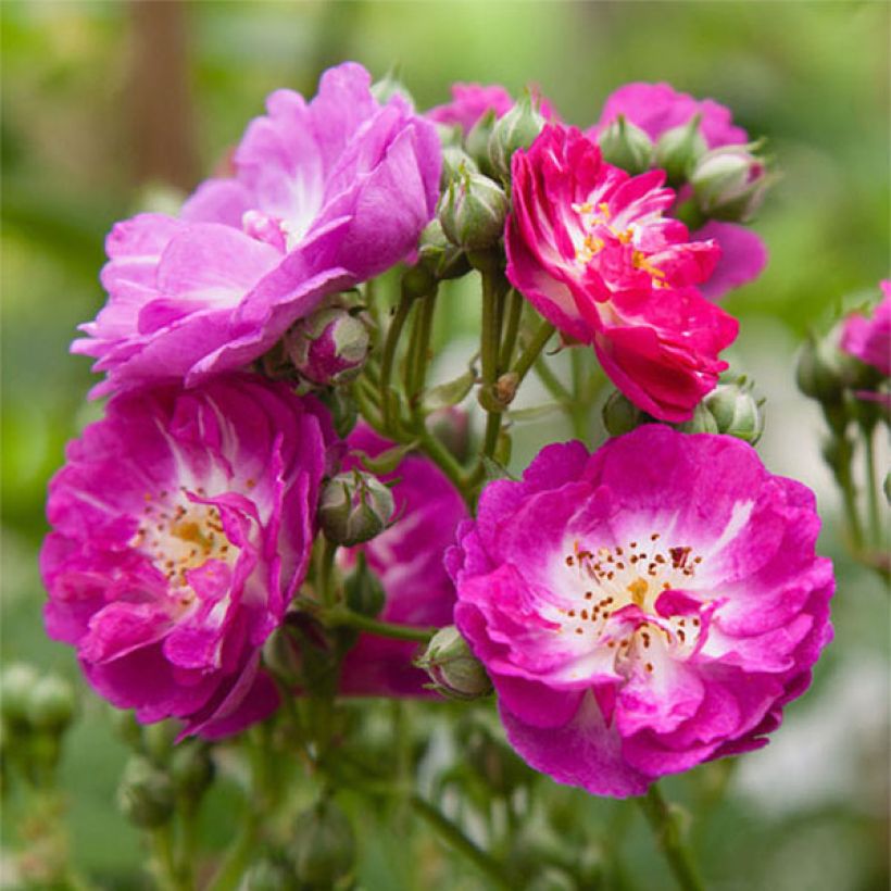 Rosa Perennial Blue - Kletterrose (Flowering)