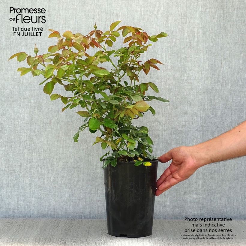 Example of Rosa Pierre de Ronsard - Kletterrose Topf mit 4L/5L as you get in ete