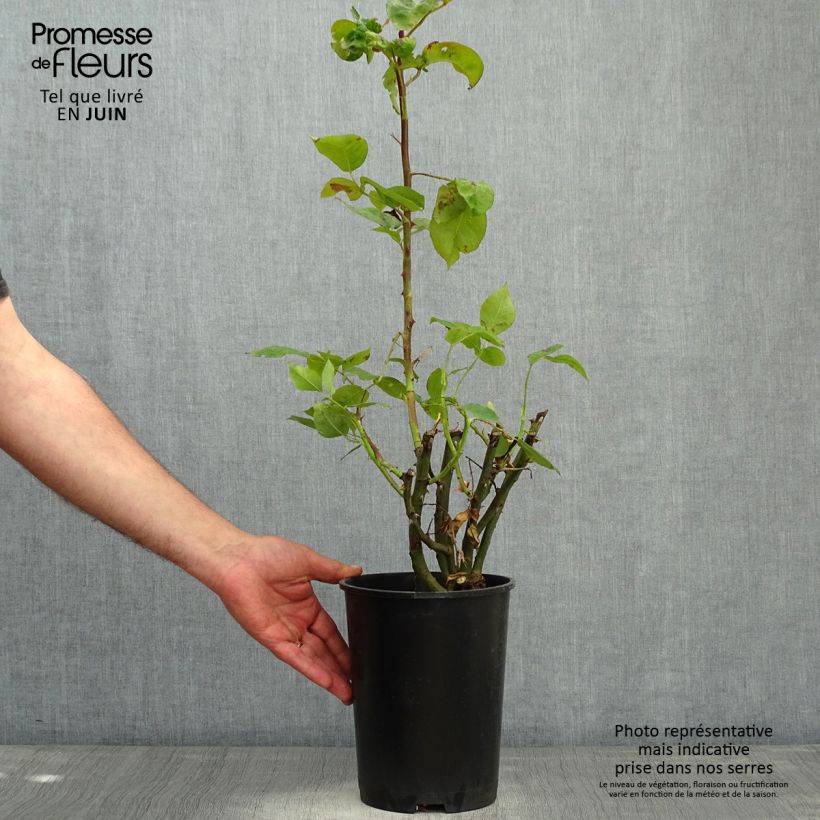 Example of Rosa Pirate - Kletterrose Topf mit 4L/5L as you get in printemps
