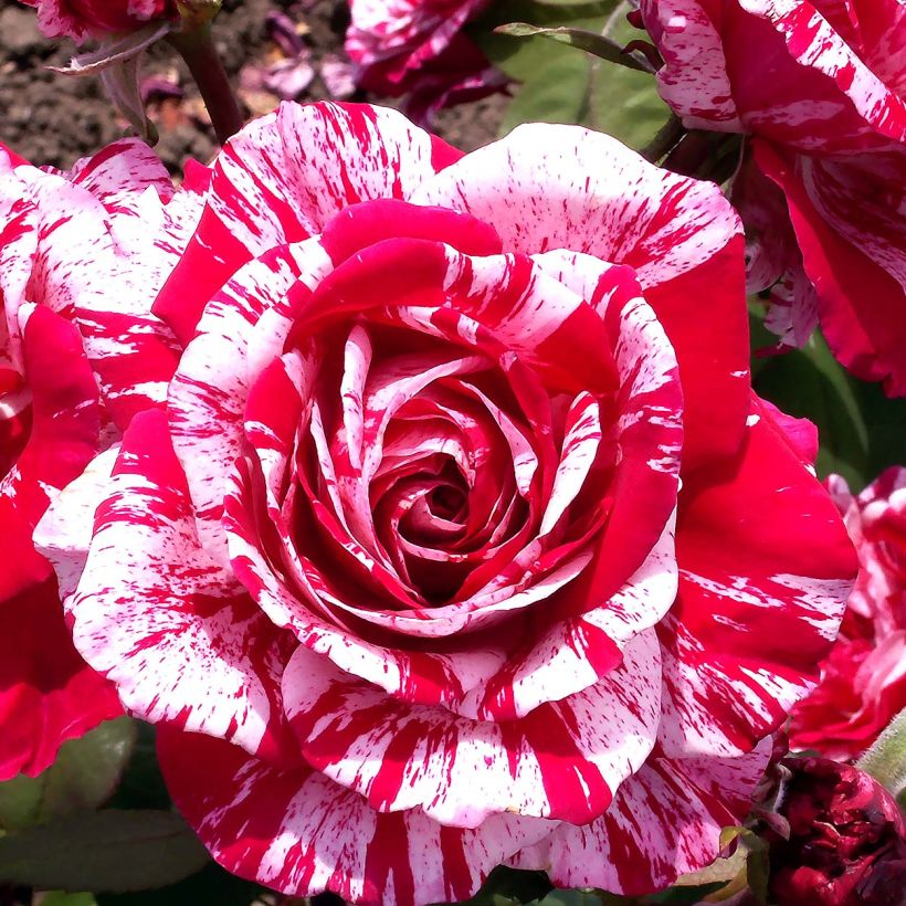 Rosa Pirate - Kletterrose (Flowering)
