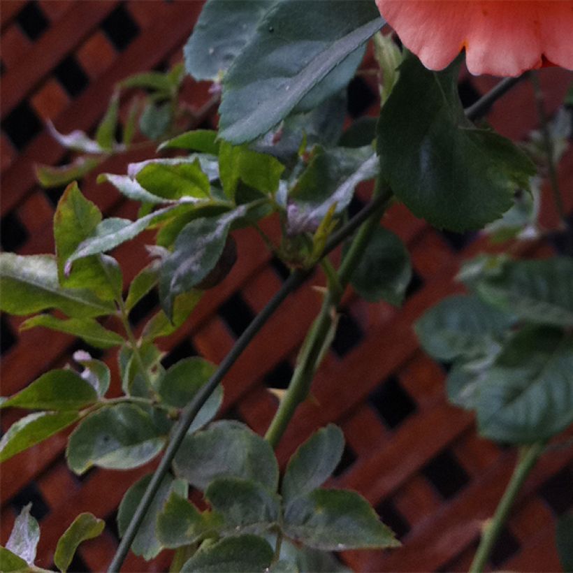 Rosa Polka - Kletterrose (Foliage)