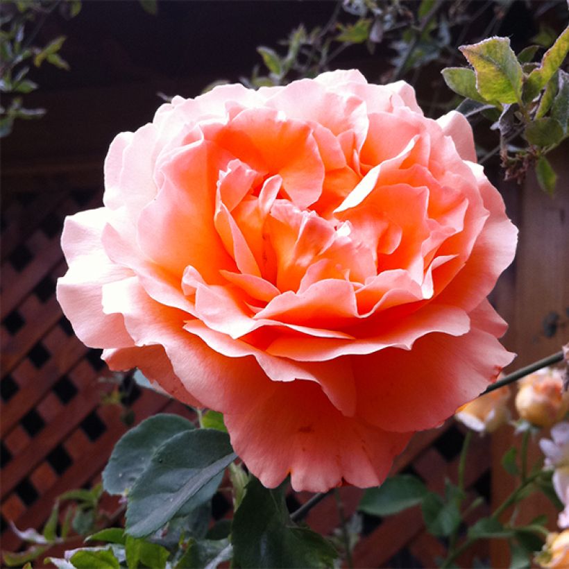 Rosa Polka - Kletterrose (Flowering)