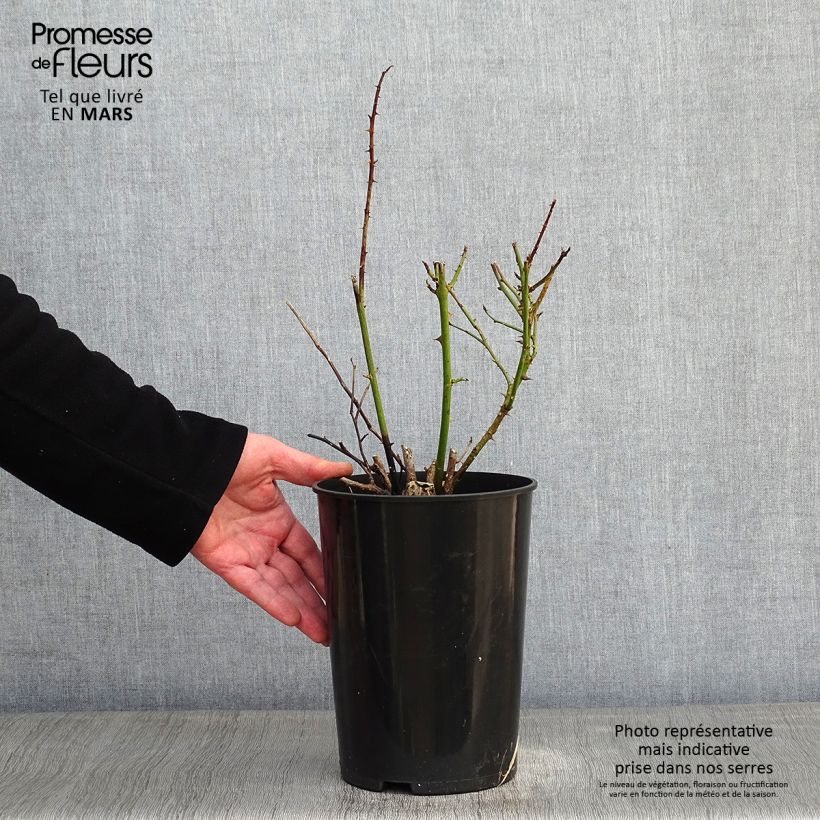 Exemplar von Rosa Polka - Kletterrose Topf mit 4L/5L wie im Winter geliefert