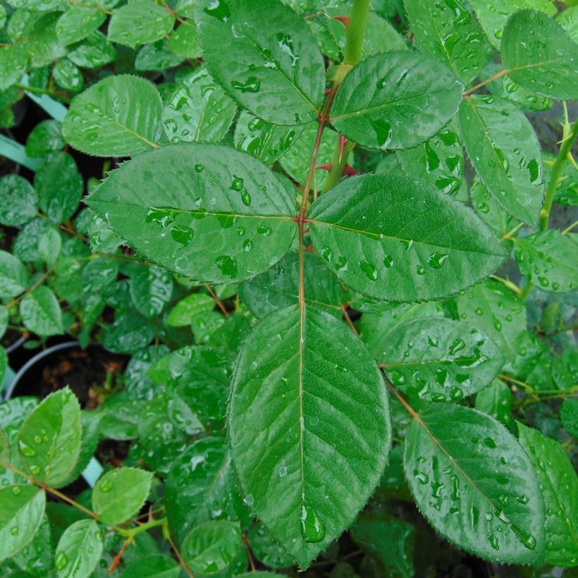 Rosa Red Eden Rose - Kletterrose (Foliage)