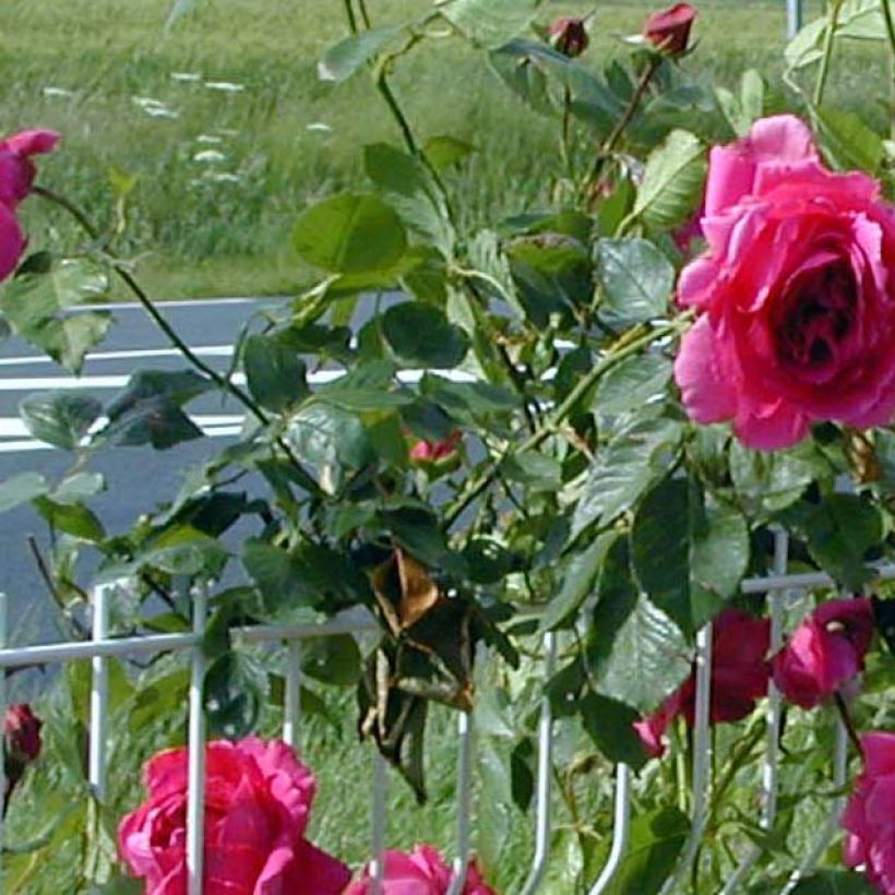 Rosa Roi de Siam - Kletterrose (Foliage)