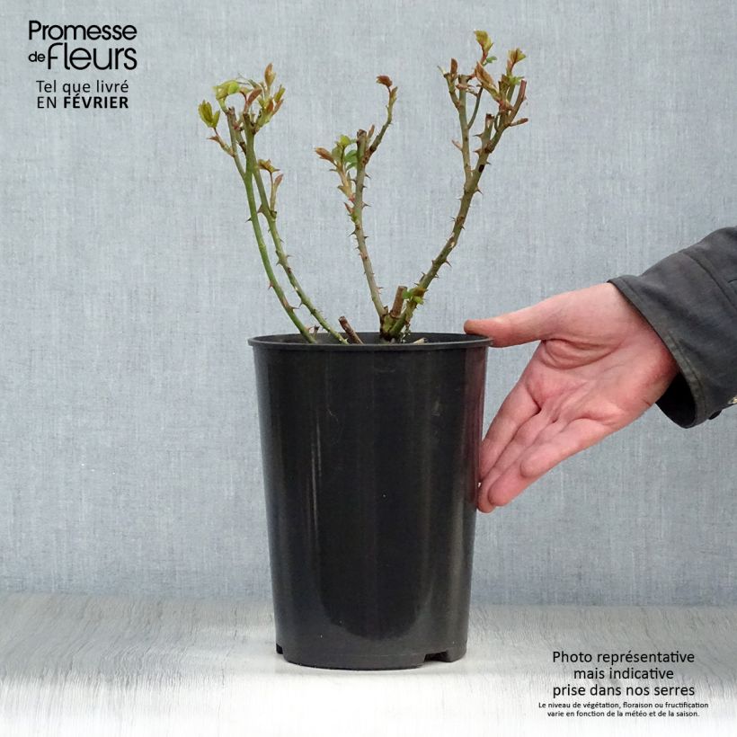 Exemplar von Rosa Klettermaxe - Kletterrose Topf mit 4L/5L wie im Winter geliefert