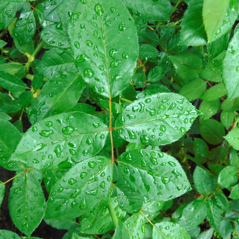 Rosa Schneewalzer - Kletterrose (Foliage)