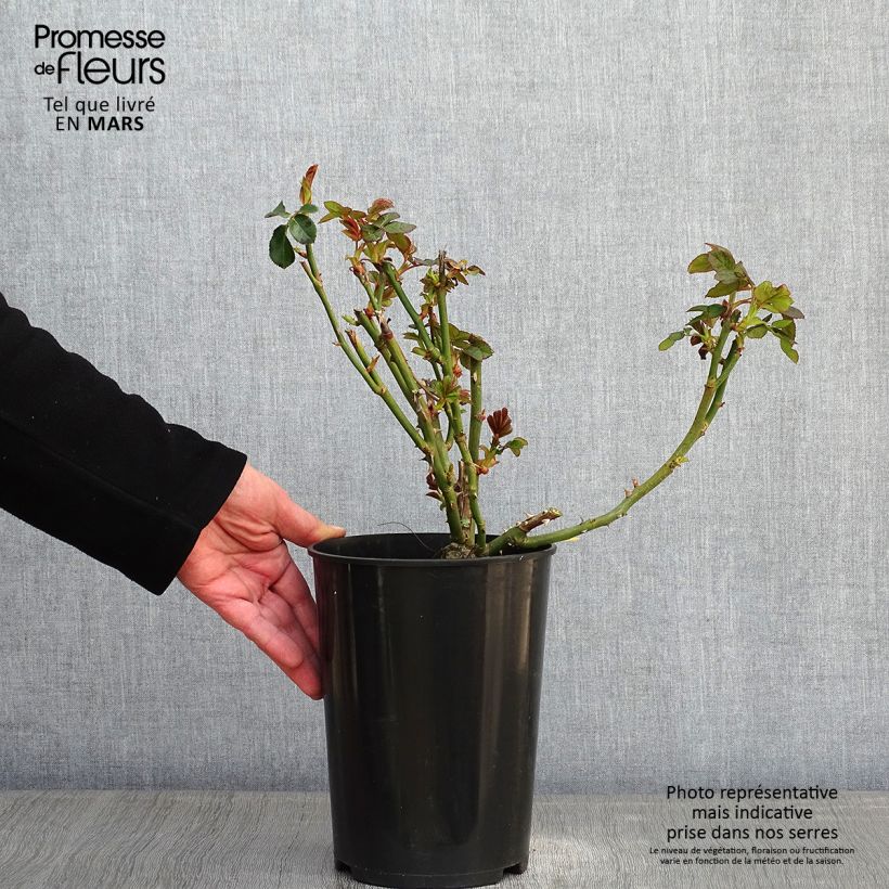 Exemplar von Rosa Schneewalzer - Kletterrose Topf mit 4L/5L wie im Winter geliefert