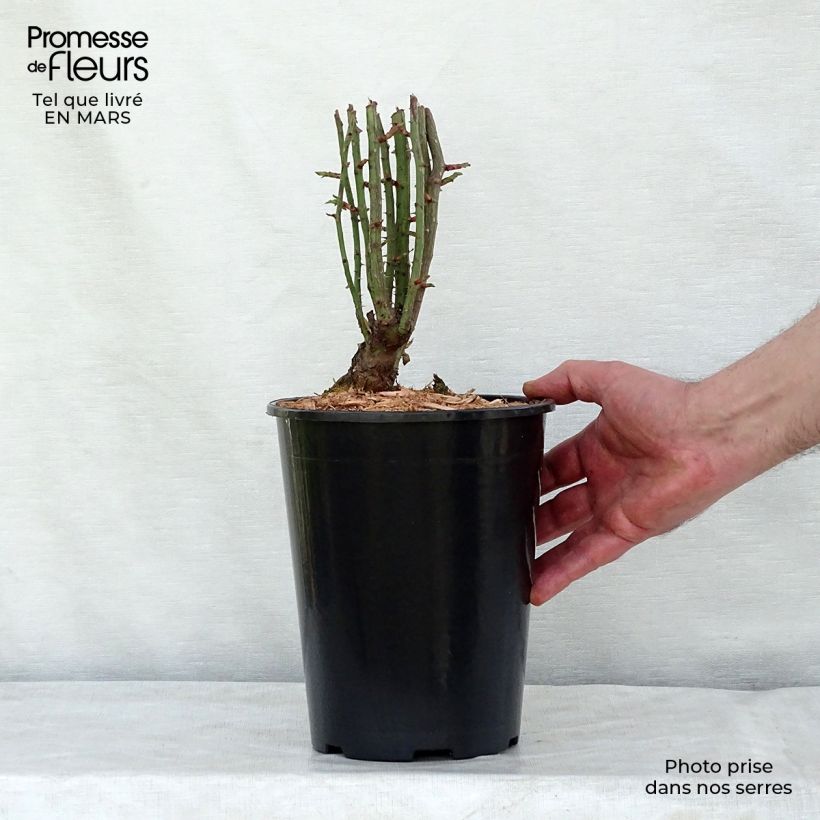 Exemplar von Rosa multiflora Seven Sisters Rose - Kletterrose Topf mit 4L/5L wie im Winter geliefert