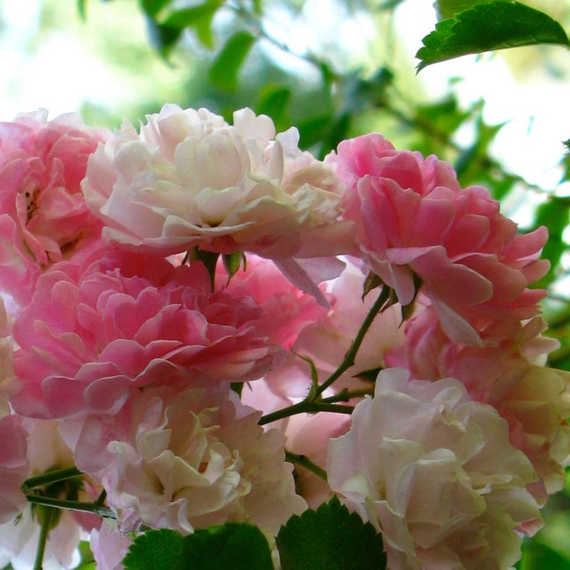 Rosa multiflora Seven Sisters Rose - Kletterrose (Flowering)