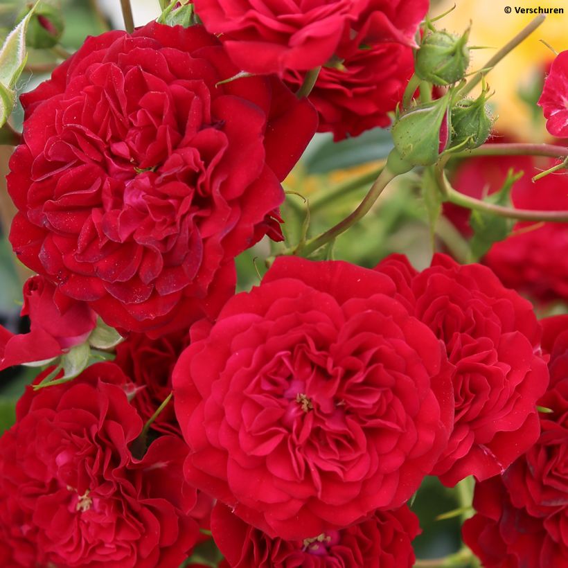 Rosa Siluetta Crimson - Kletterrose (Flowering)