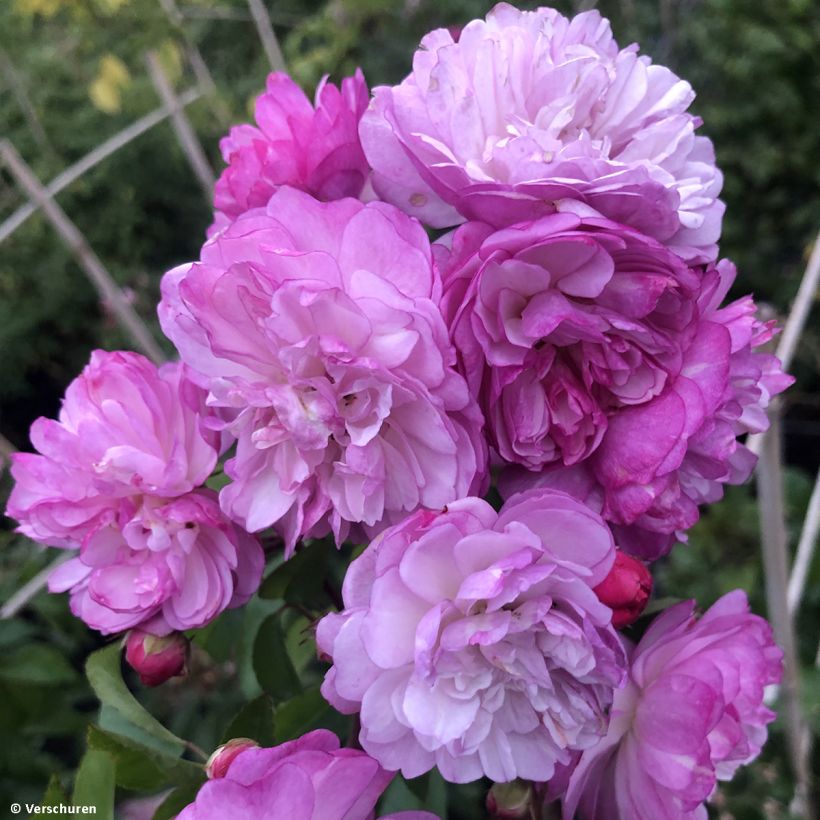 Rosa Siluetta Lavender - Kletterrose (Flowering)
