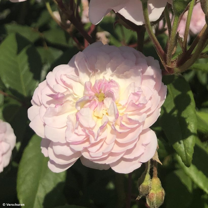 Rosa Siluetta Romantic - Kletterrose (Flowering)