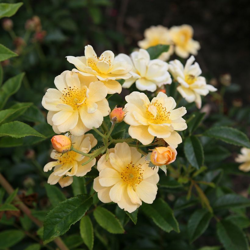 Rosa Siluetta Sunny - Kletterrose (Flowering)