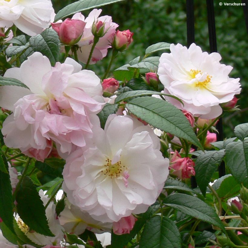 Rosa Siluetta Sweet - Kletterrose (Flowering)