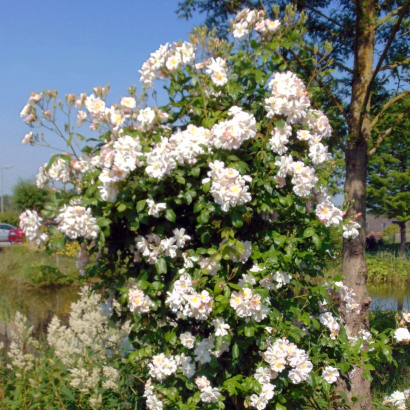 Rosa Sourire d'Orchidée - Kletterrose (Plant habit)