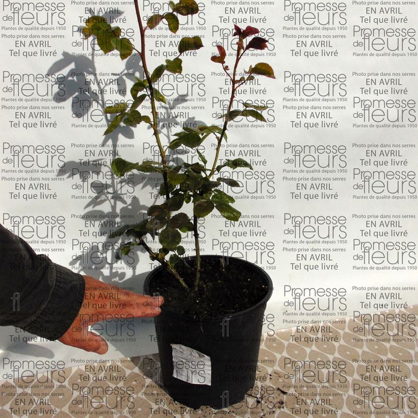 Example of Rosa Times Past - Kletterrose Topf mit 4L/5L as you get