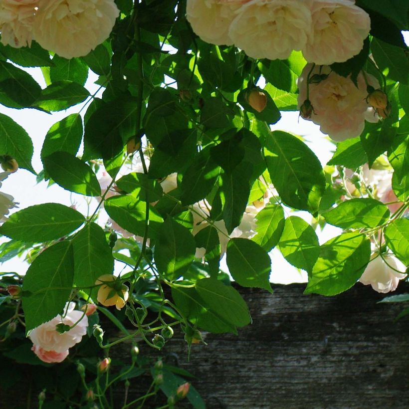 Rosa Treasure Trove - Kletterrose (Foliage)