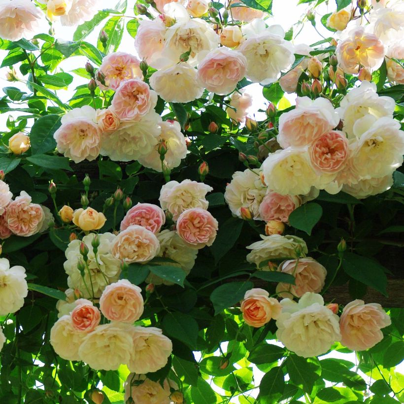 Rosa Treasure Trove - Kletterrose (Flowering)