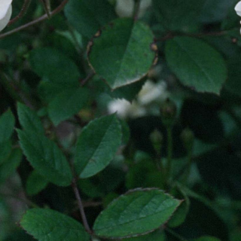 Rosa moschata Trier - Kletterrose (Foliage)