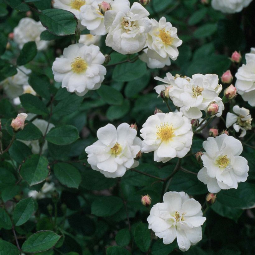 Rosa moschata Trier - Kletterrose (Flowering)
